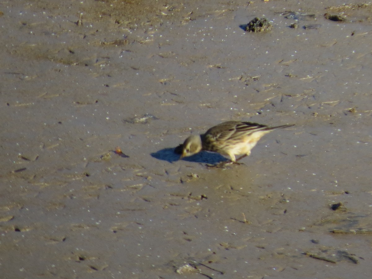 American Pipit - ML645180270