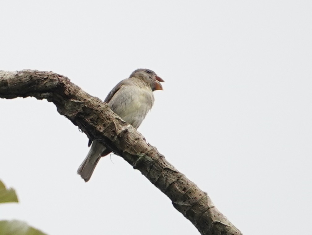 Semillero Pizarroso - ML645180276