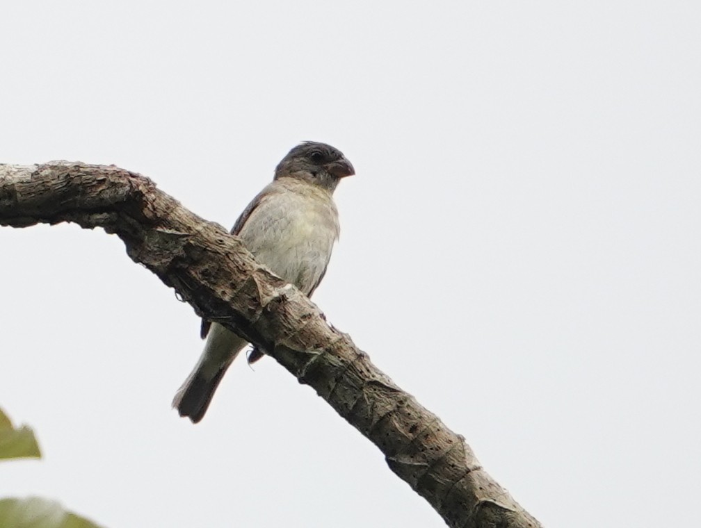 Semillero Pizarroso - ML645180278