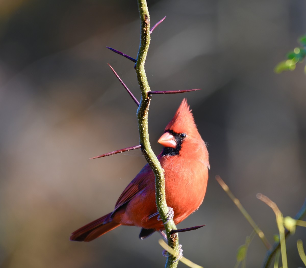 Kırmızı Kardinal - ML645180279
