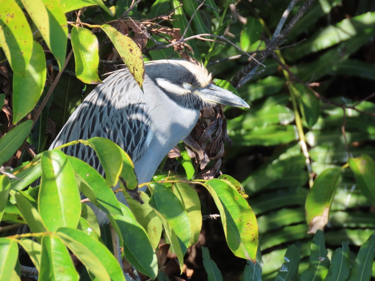 Sarı Tepeli Gece Balıkçılı - ML645180287