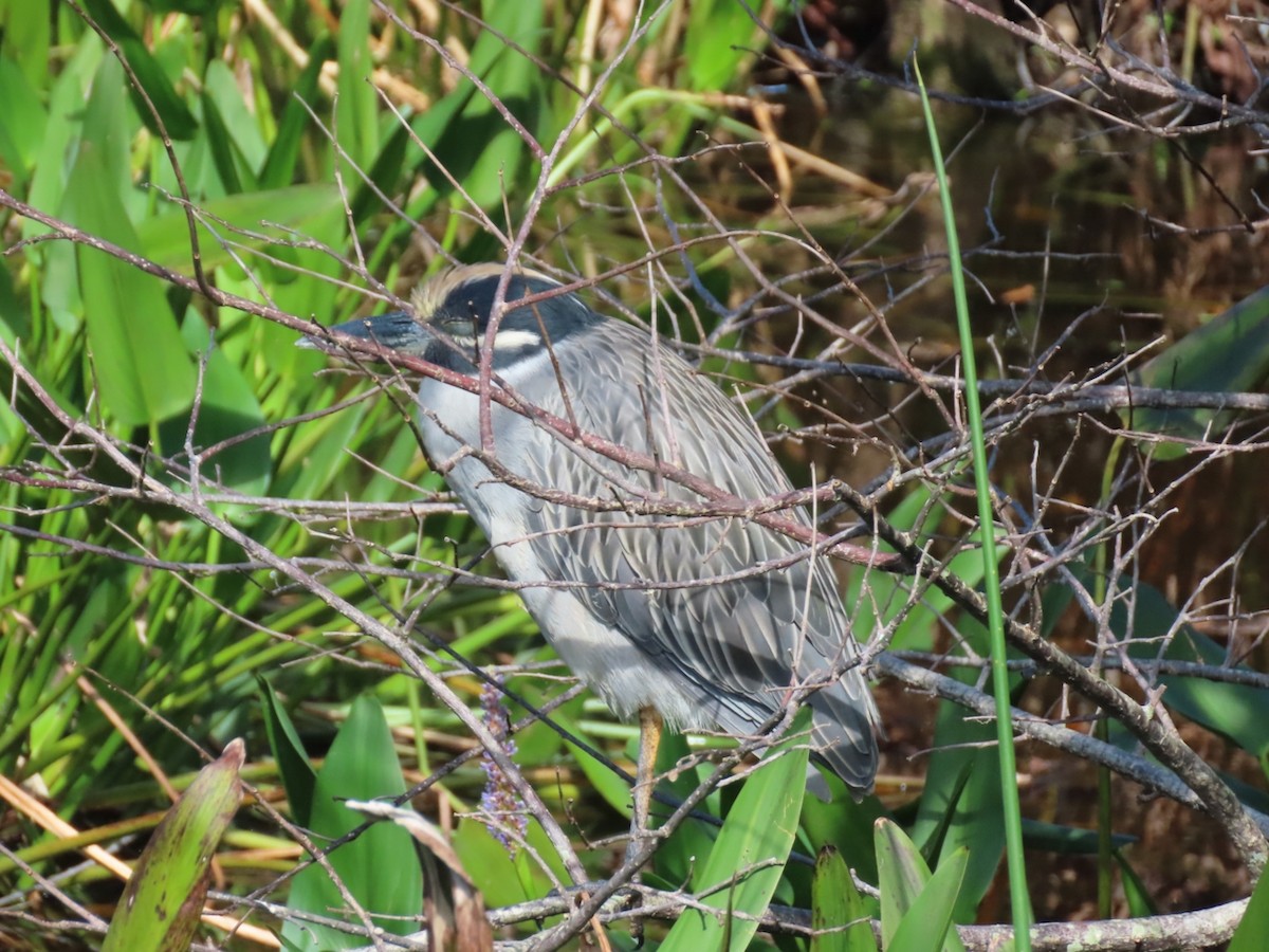 Sarı Tepeli Gece Balıkçılı - ML645180288
