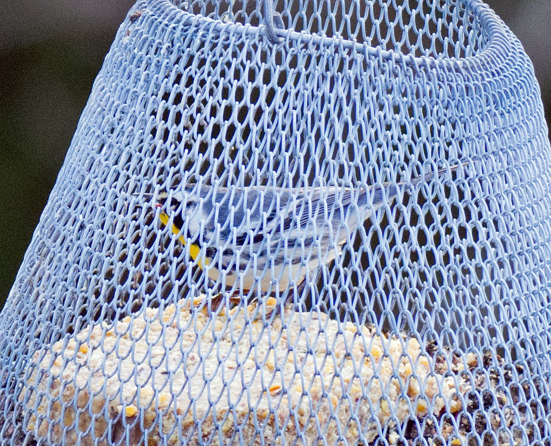 Yellow-throated Warbler - ML645180292