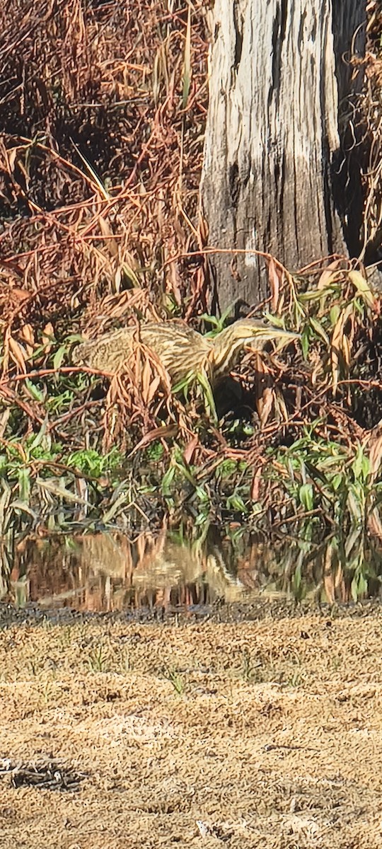 Бугай американський - ML645180300