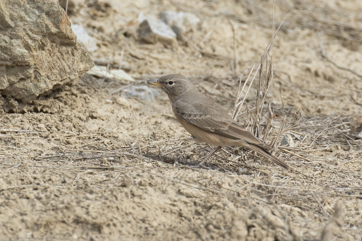 Ammomane isabelline - ML645180308