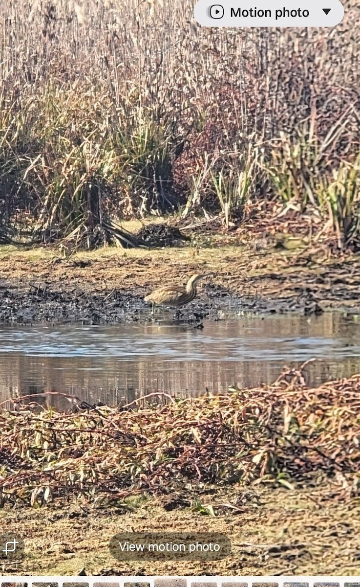 Бугай американський - ML645180310