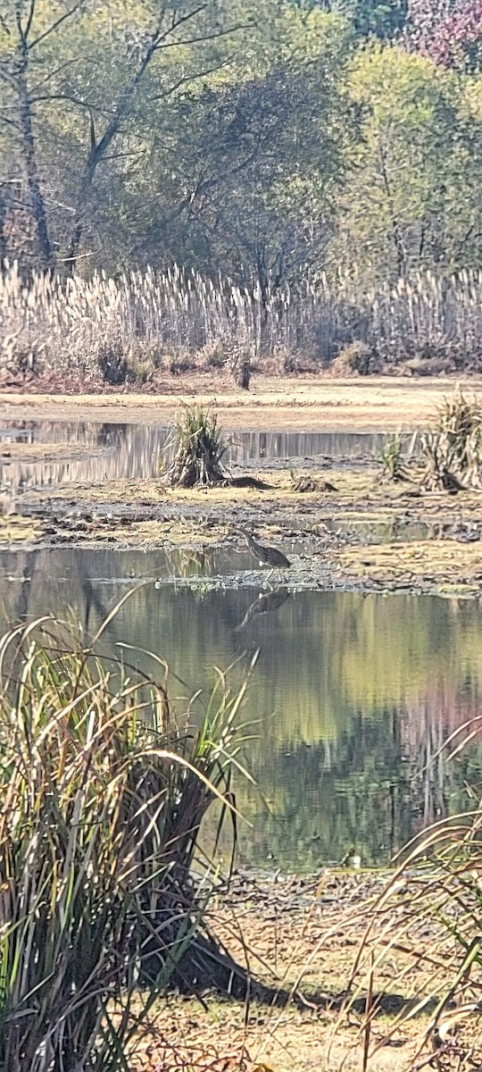 Бугай американський - ML645180314