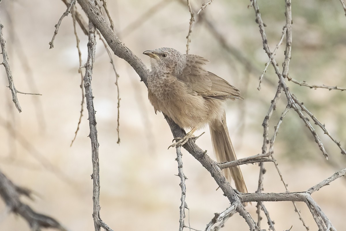 Cratérope écaillé - ML645180324