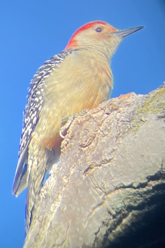 Carpintero de Carolina - ML645180327