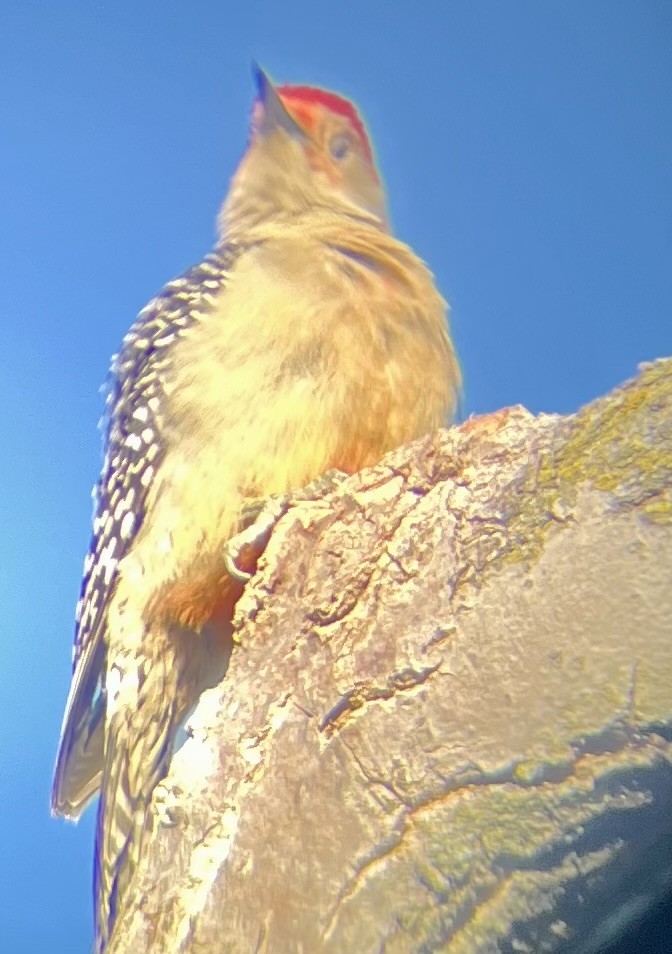 Carpintero de Carolina - ML645180328