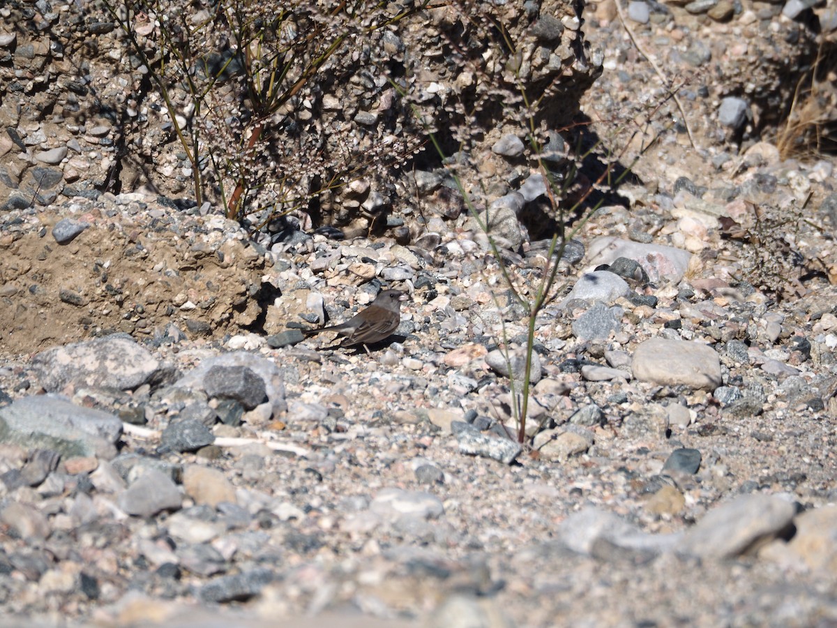 Dark-eyed Junco - ML645180332