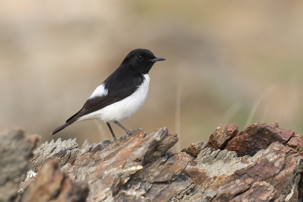 Traquet de Hume - ML645180339