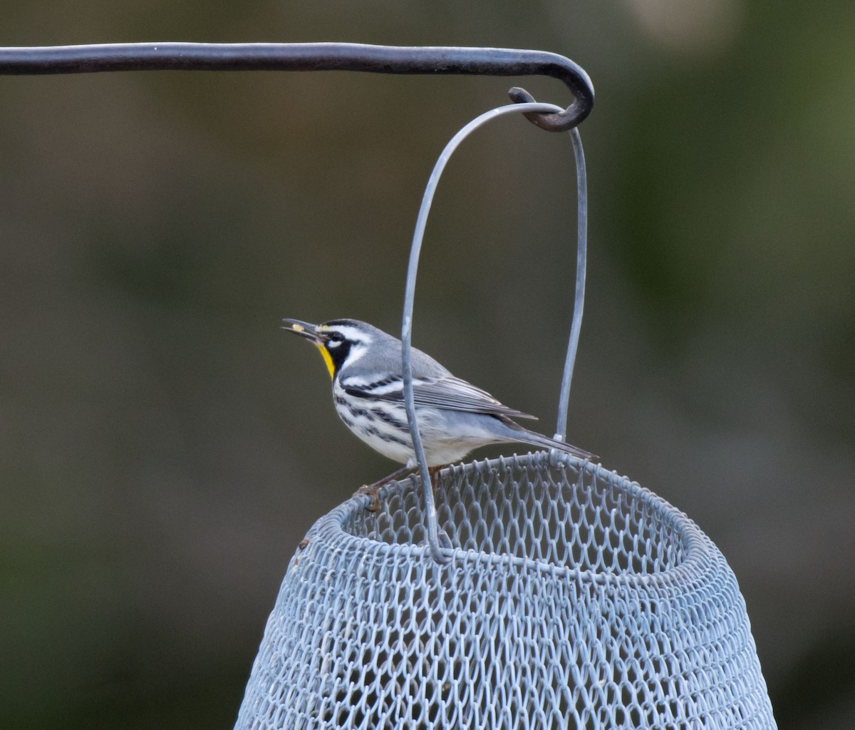 Yellow-throated Warbler - ML645180342