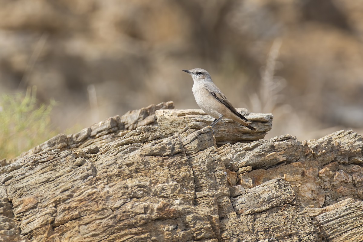 Traquet à queue rousse - ML645180348