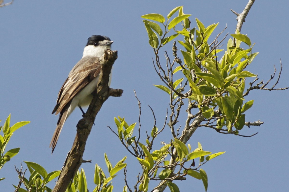 White-naped Xenopsaris - ML645180369