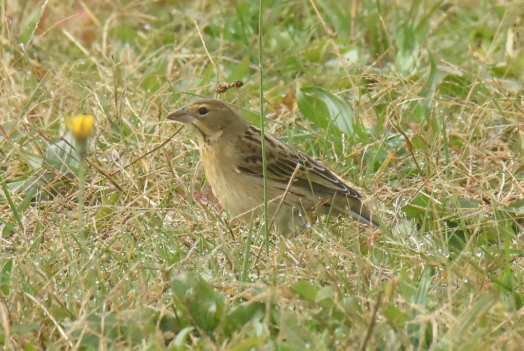 Dickcissel - ML645180379