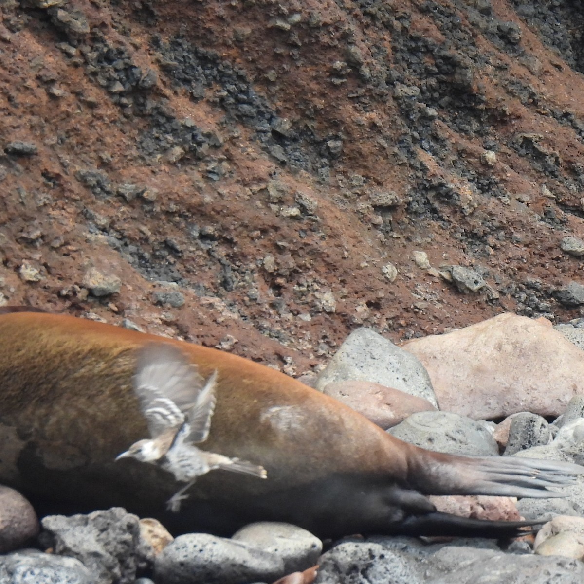 Moqueur de Floreana - ML645180382