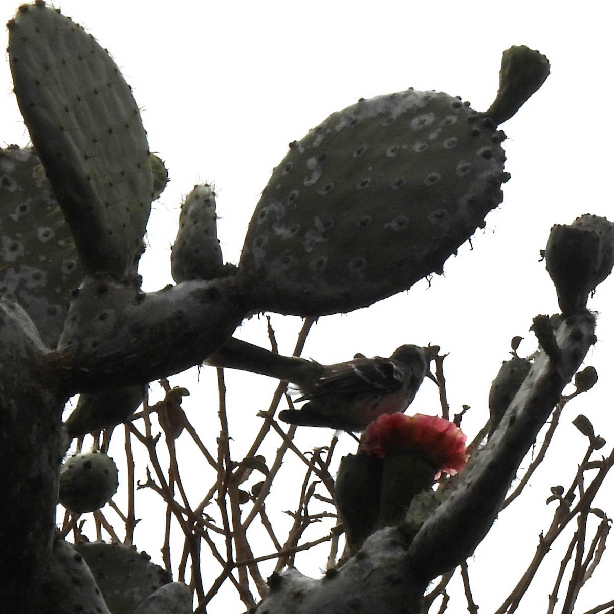 Moqueur de Floreana - ML645180383