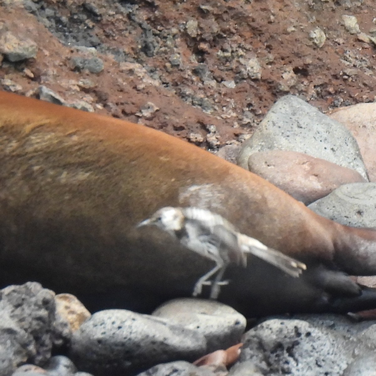 Moqueur de Floreana - ML645180384