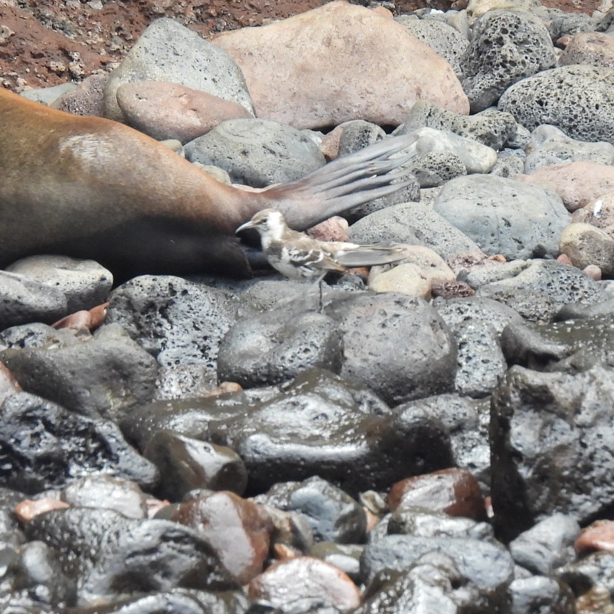 Moqueur de Floreana - ML645180385