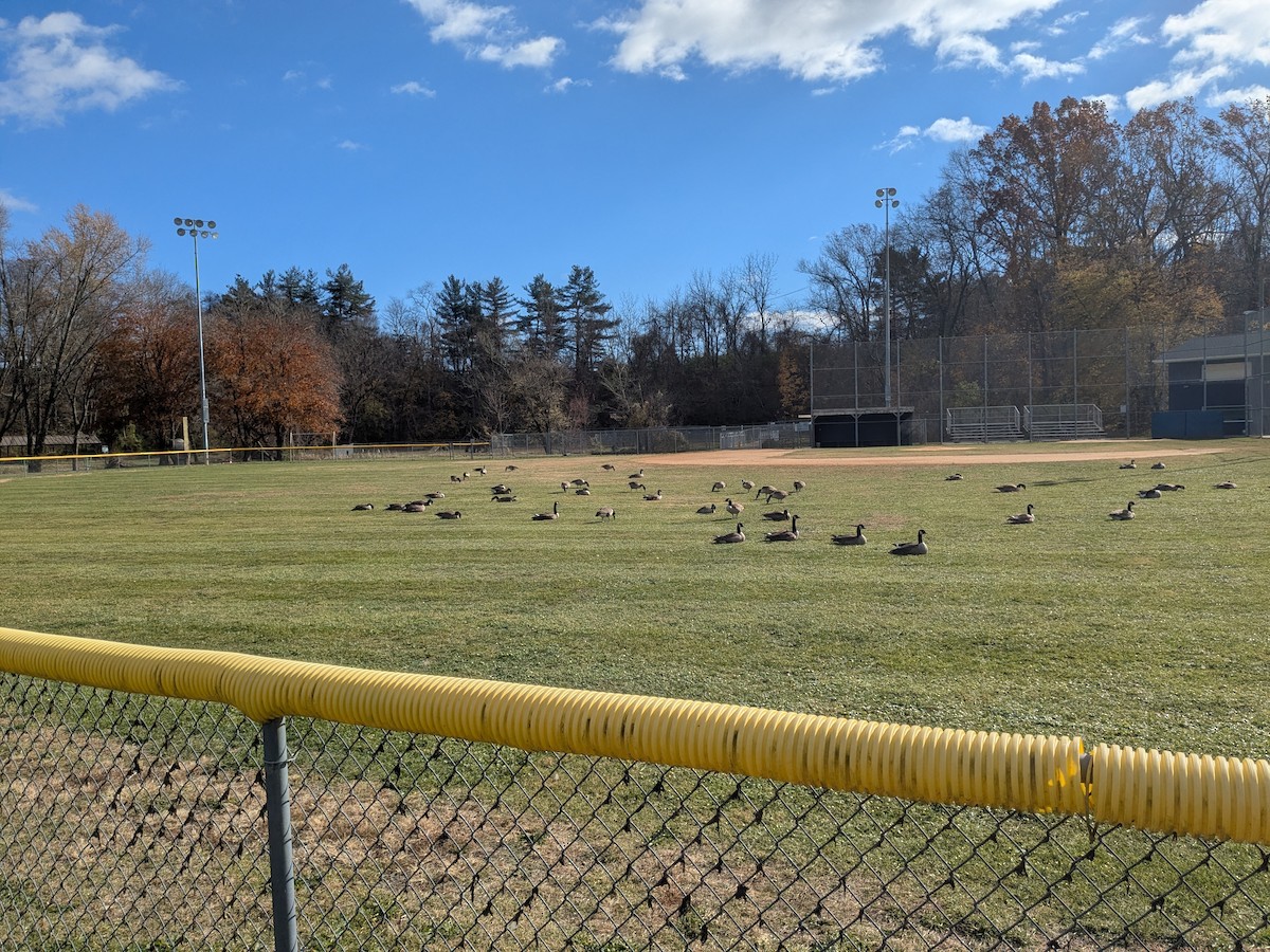 Canada Goose - ML645180397