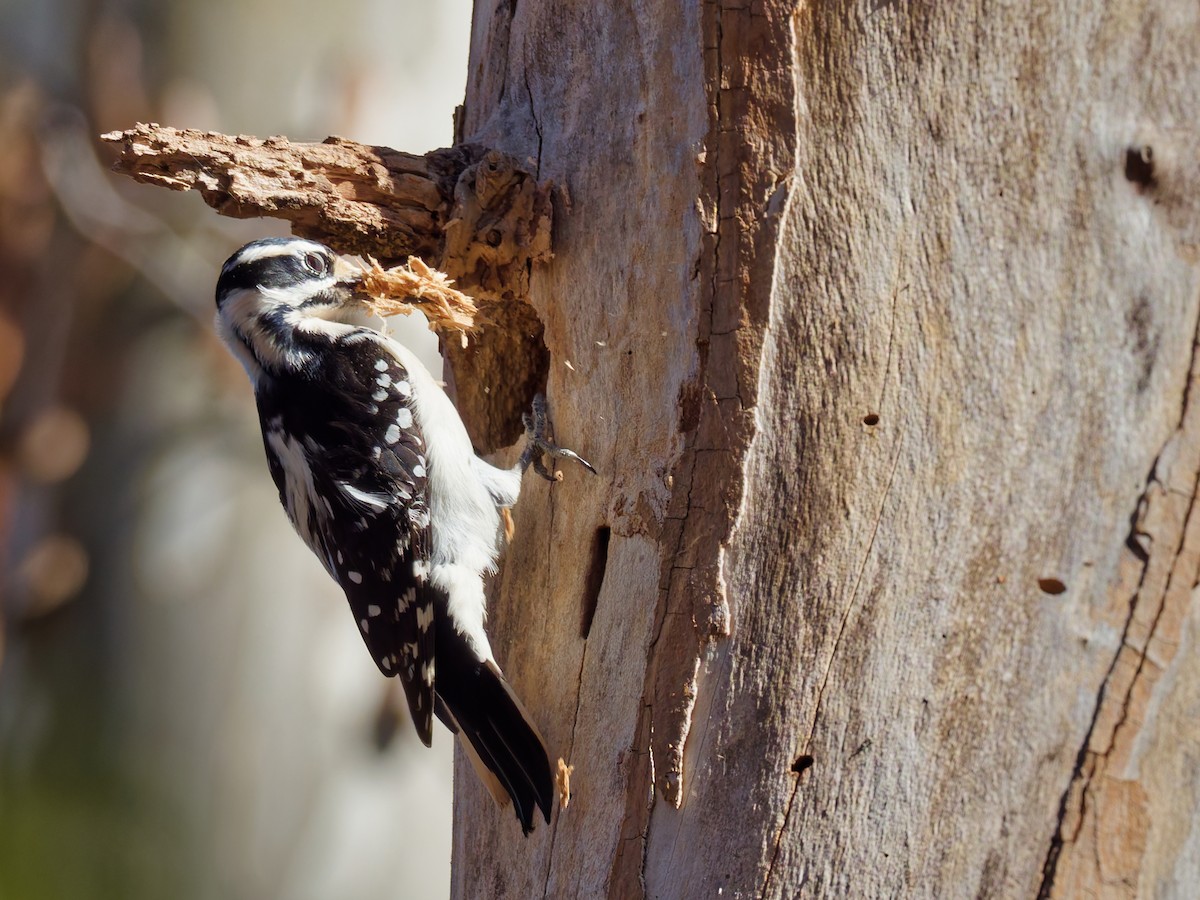 Hairy Woodpecker - ML645180414