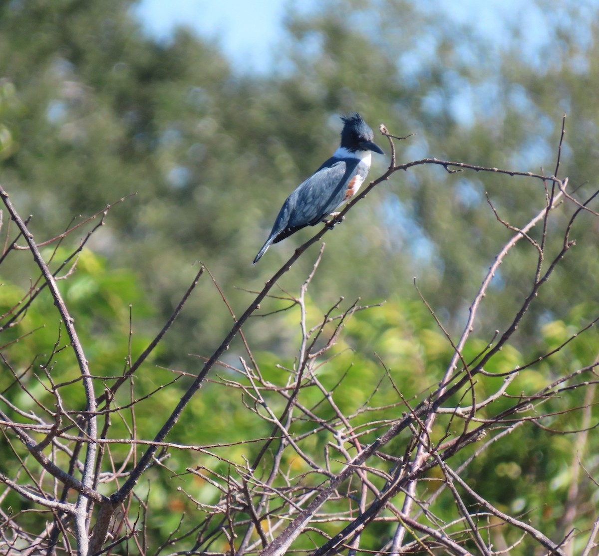 Опоясанный зимородок - ML645180418