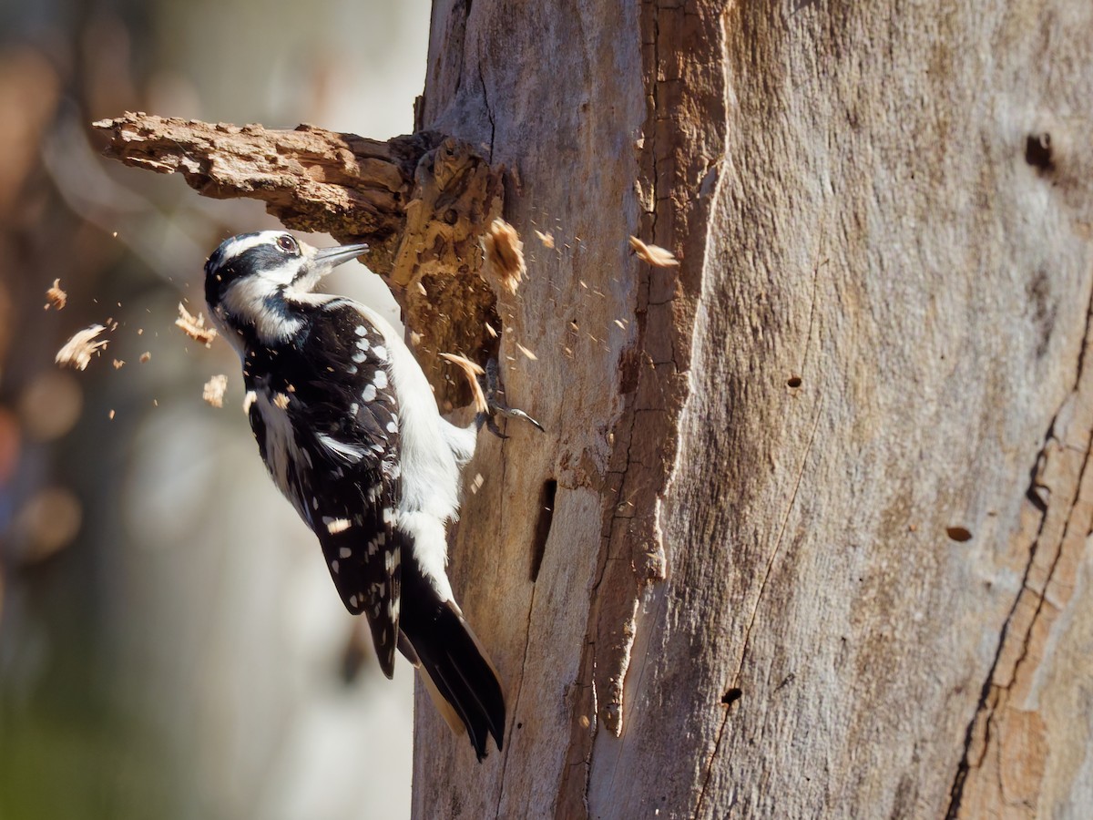 Hairy Woodpecker - ML645180420