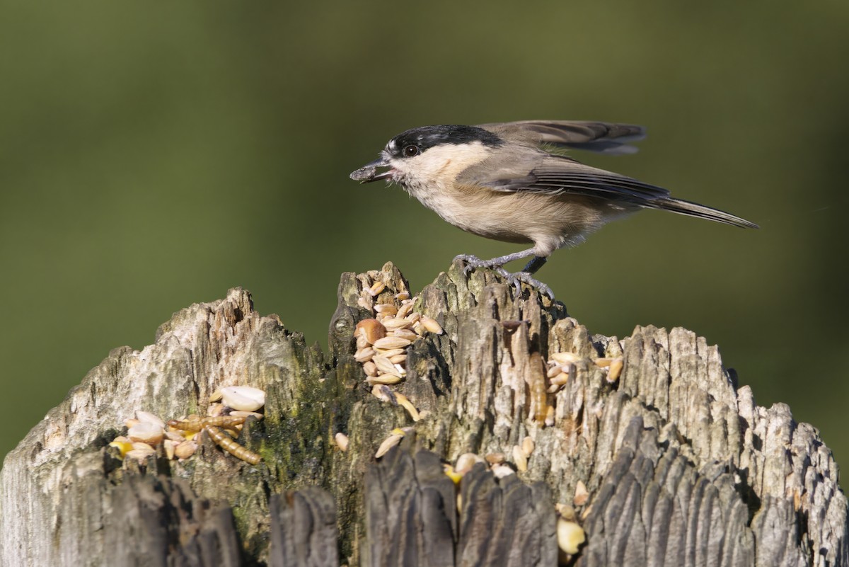 Пухляк - ML645180424