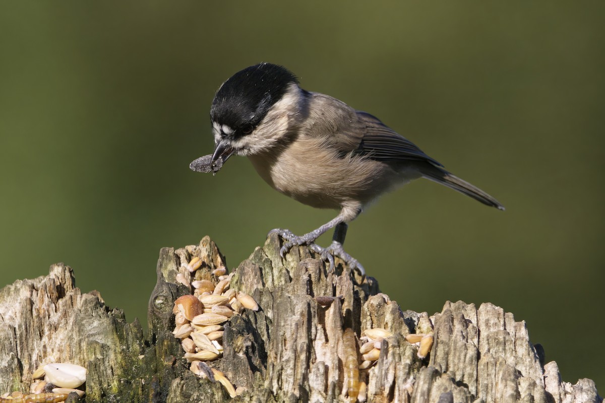 Пухляк - ML645180426