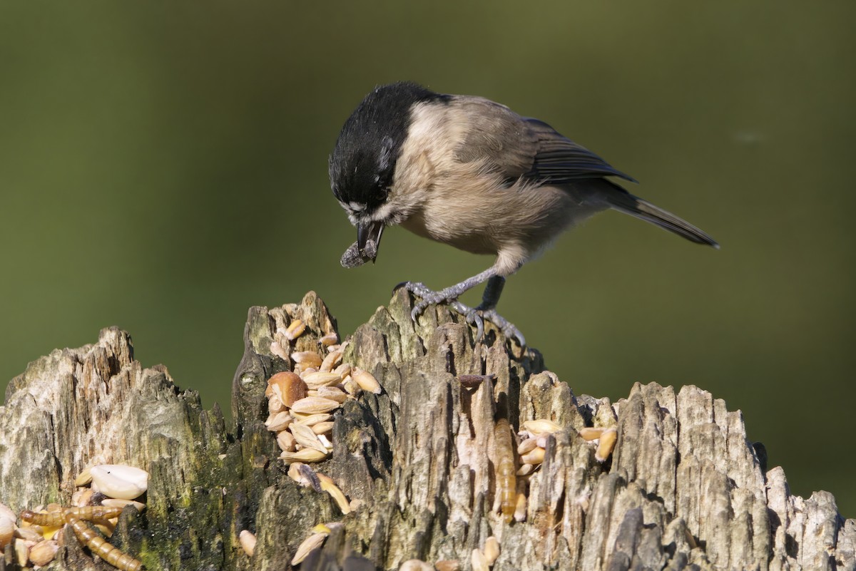 Пухляк - ML645180427