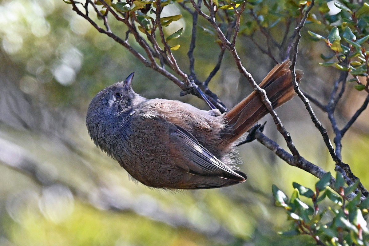 Pipipi - ML645180428