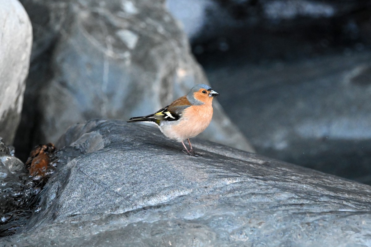 Fringuello - ML645180452