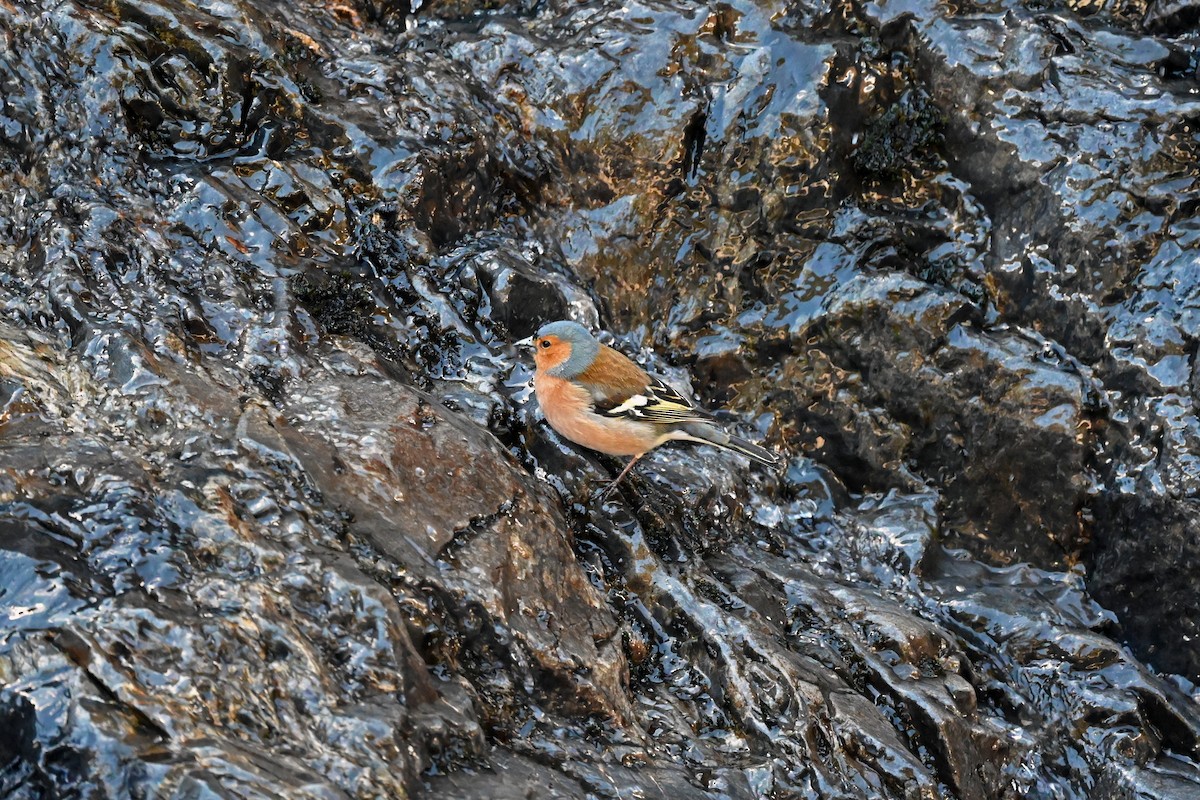 Fringuello - ML645180453