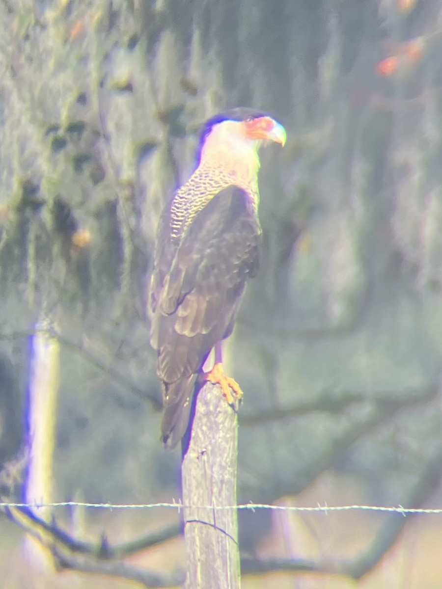 Schopfkarakara (Nordkarakara) - ML645180454