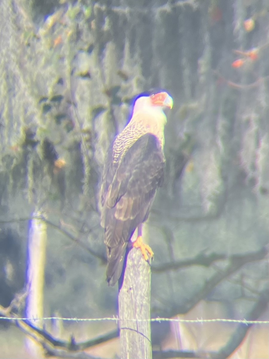 Schopfkarakara (Nordkarakara) - ML645180455