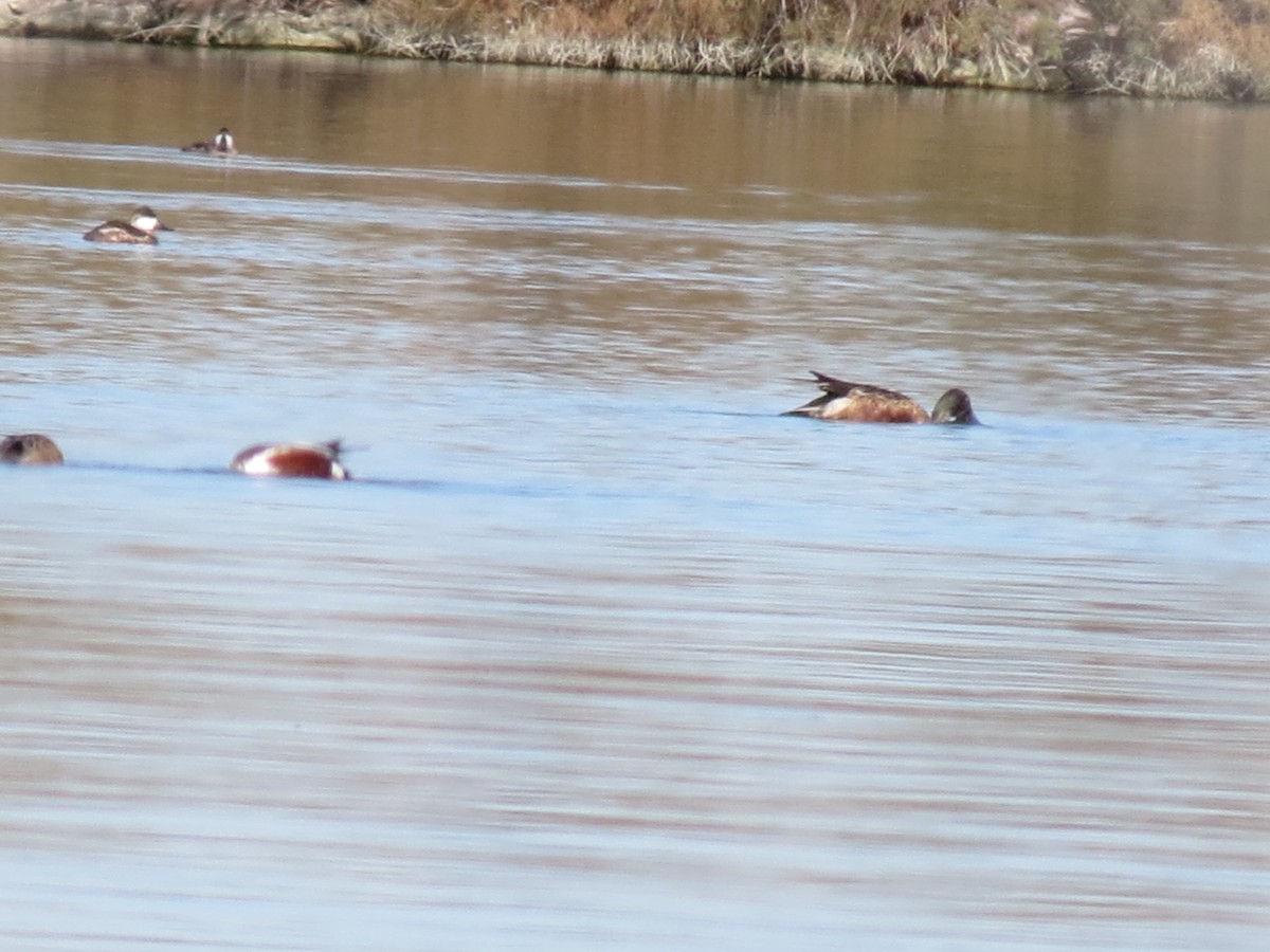 Савка американська - ML645180459