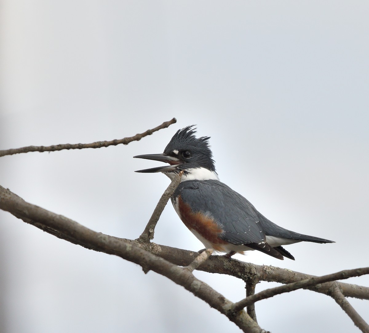 Опоясанный зимородок - ML645180473