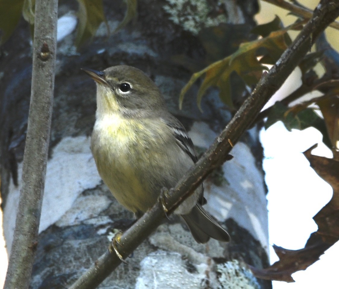 סבכון אורנים - ML645180475
