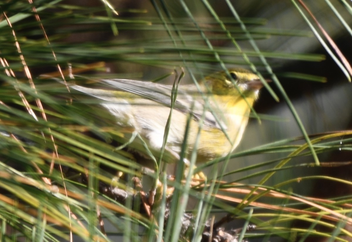 סבכון אורנים - ML645180476
