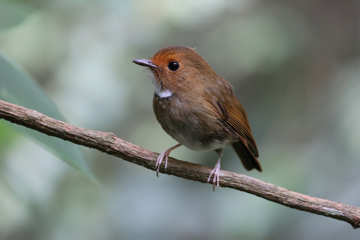 Rufous-browed Flycatcher - ML645180479