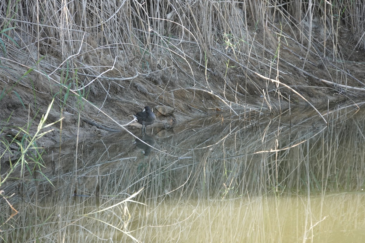 Лиска американська - ML645180480