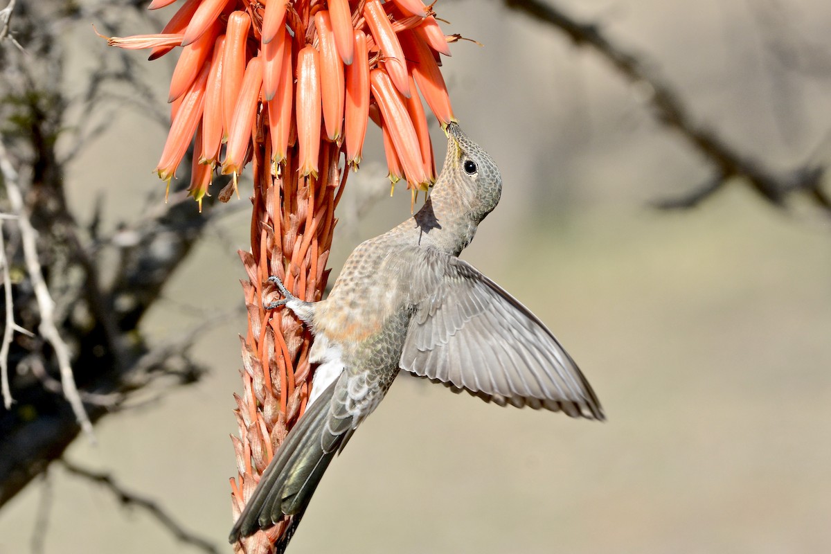 Giant Hummingbird - ML645180481