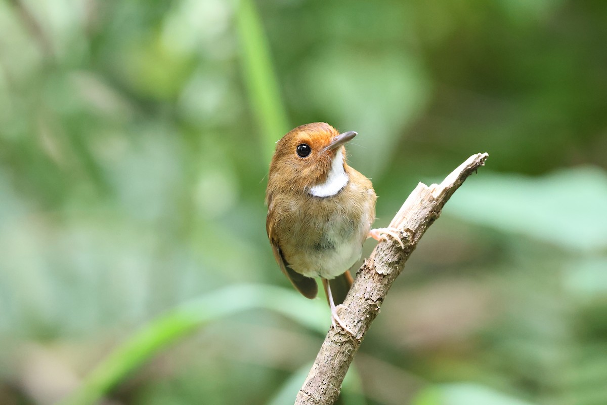 Rufous-browed Flycatcher - ML645180486