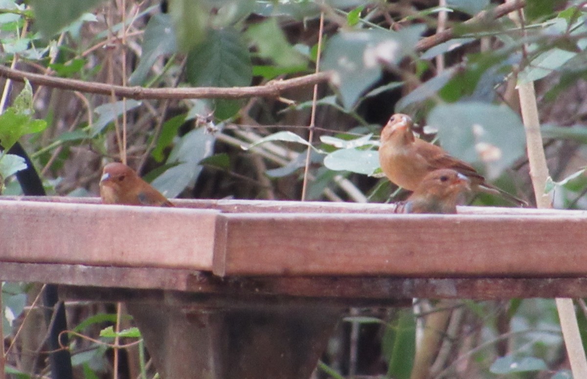 Indigo Bunting - ML645180517
