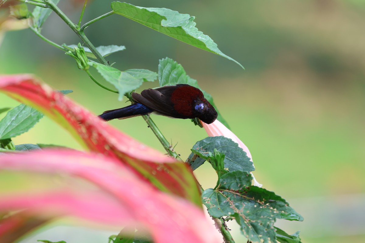 Black-throated Sunbird - ML645180519