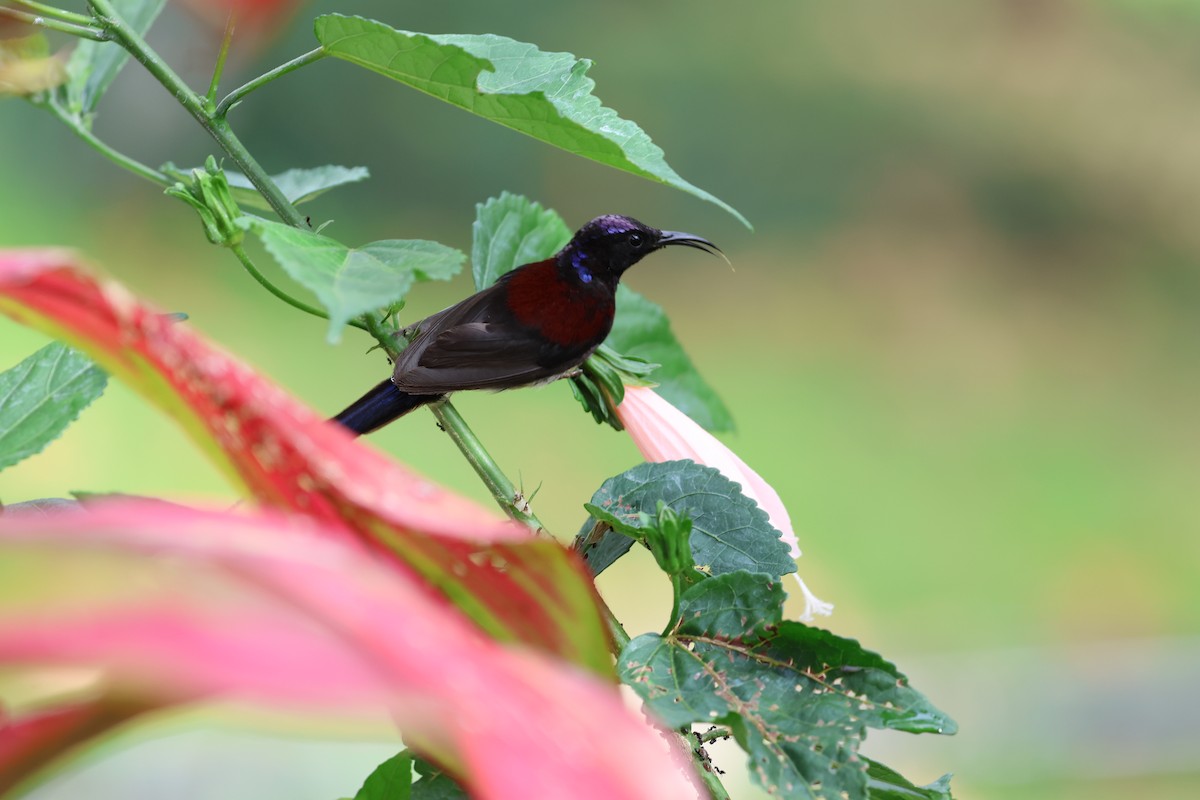 Black-throated Sunbird - ML645180520