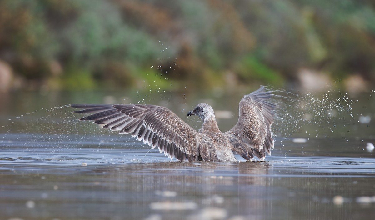 アメリカオオセグロカモメ - ML645180525