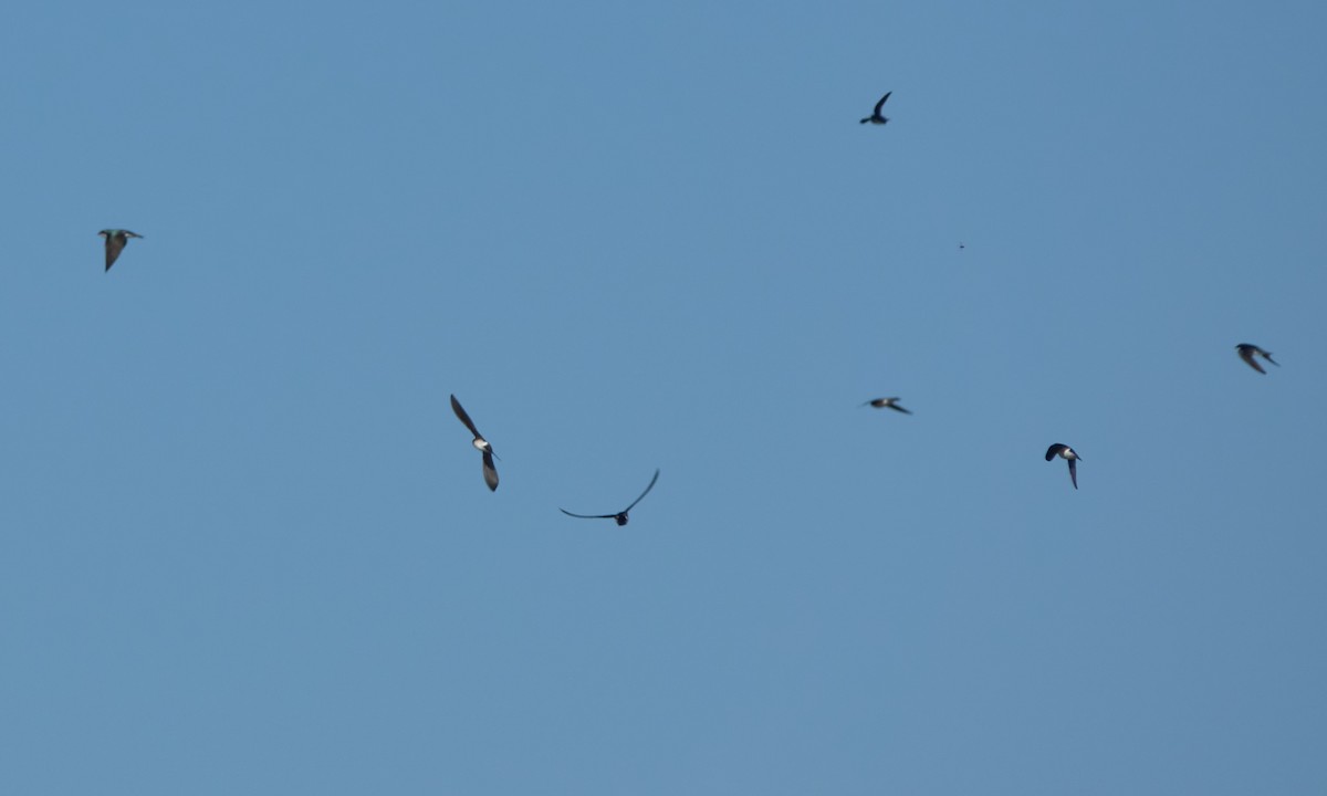 Tree Swallow - ML645180538