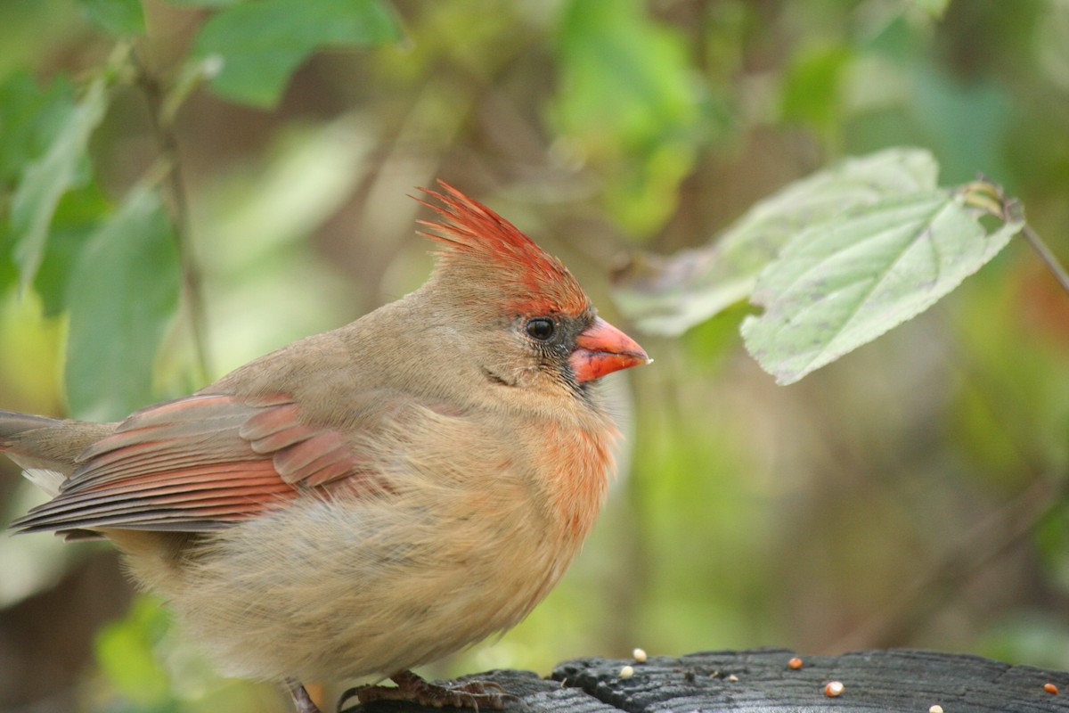 Kırmızı Kardinal - ML645180543